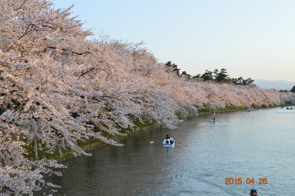 cherryblossom