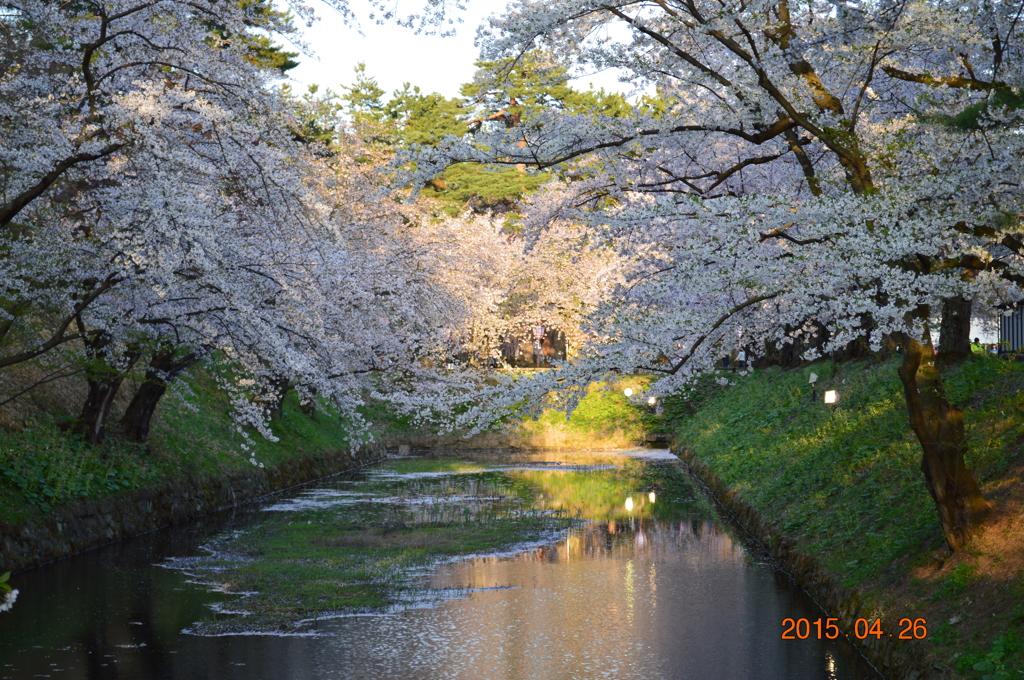 cherryblossom