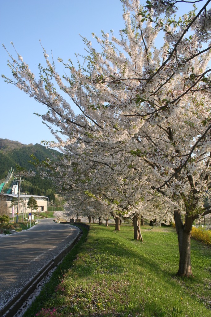桜