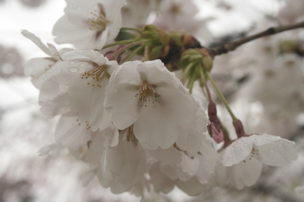 sakura2013