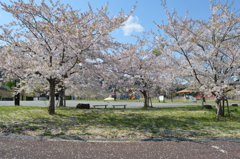 桜