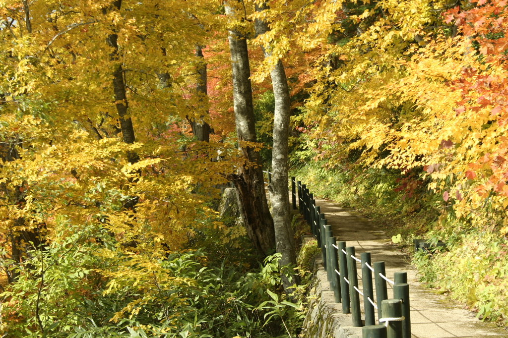 秋～紅葉　秋田八幡平国立公園