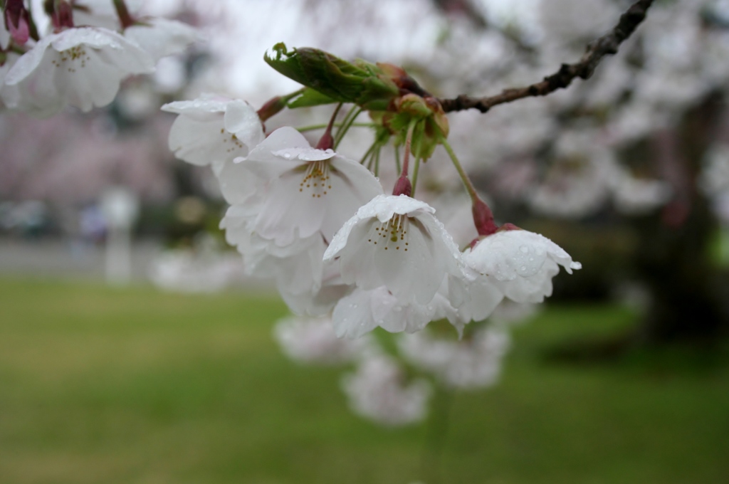 sakura 2013