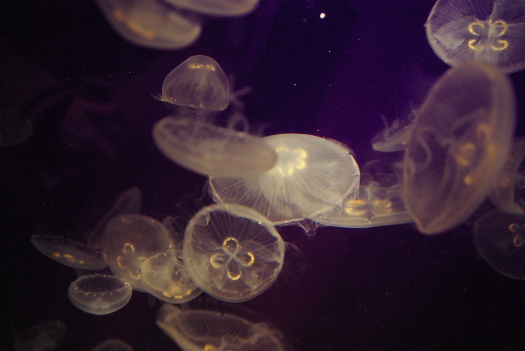 水族館