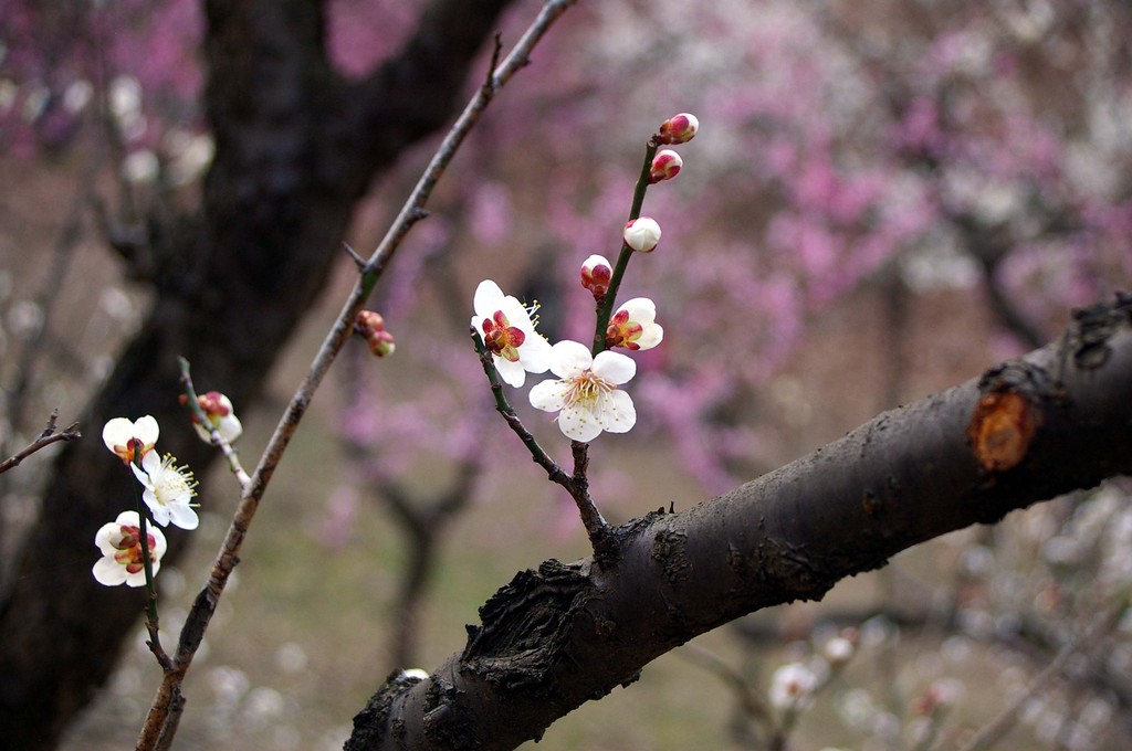 春待ち花