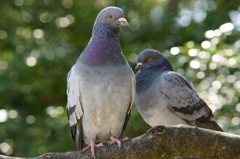 鳩の夫婦かな
