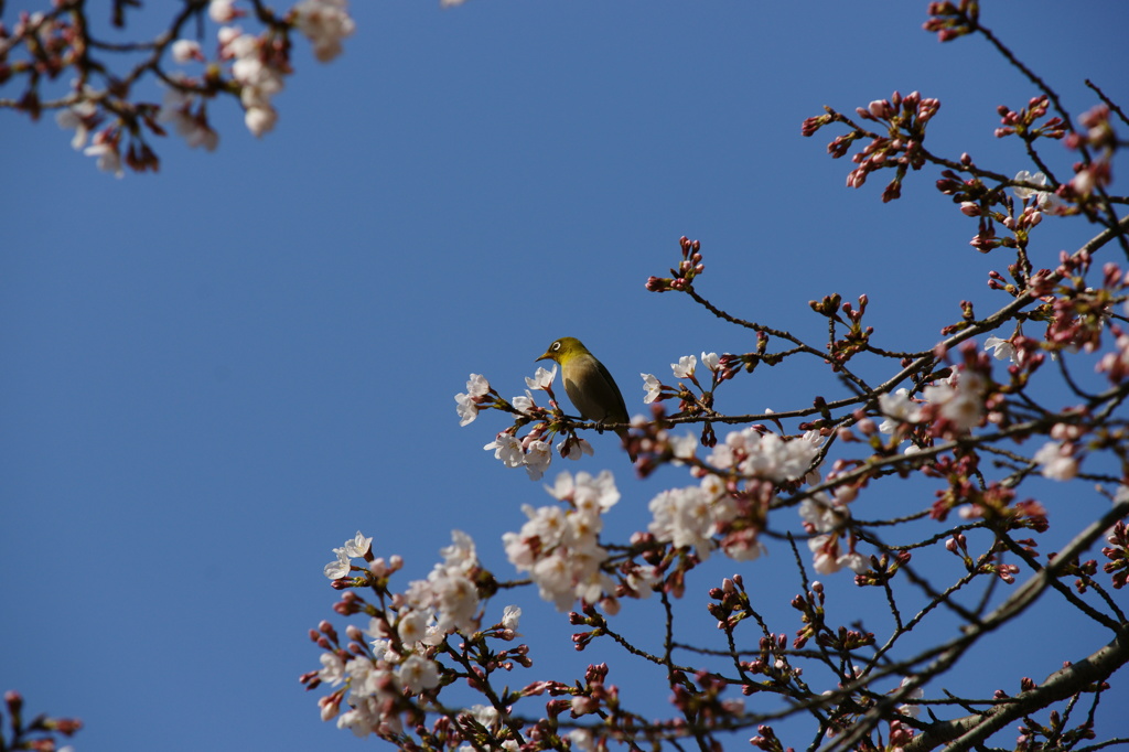 桜とめじろ