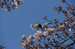 桜とめじろ