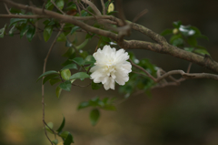 白　さざんか（富士の峰　かな？）