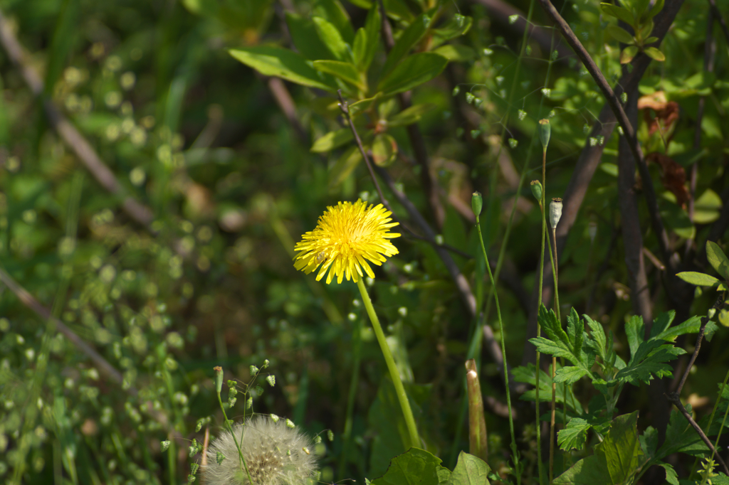 6 たんぽぽ