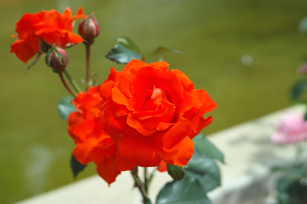 薔薇