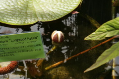 咲くのが楽しみ