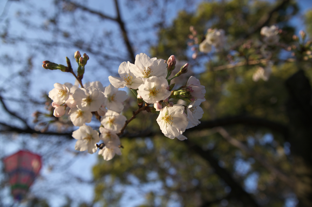 今年の桜（名古屋市鶴舞公園）