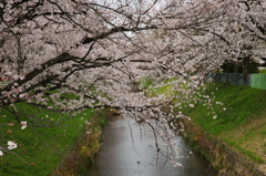 桜の咲く水路