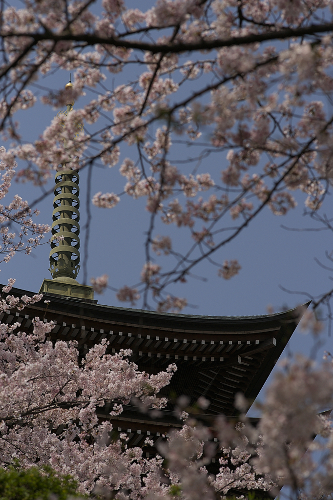 塔と桜