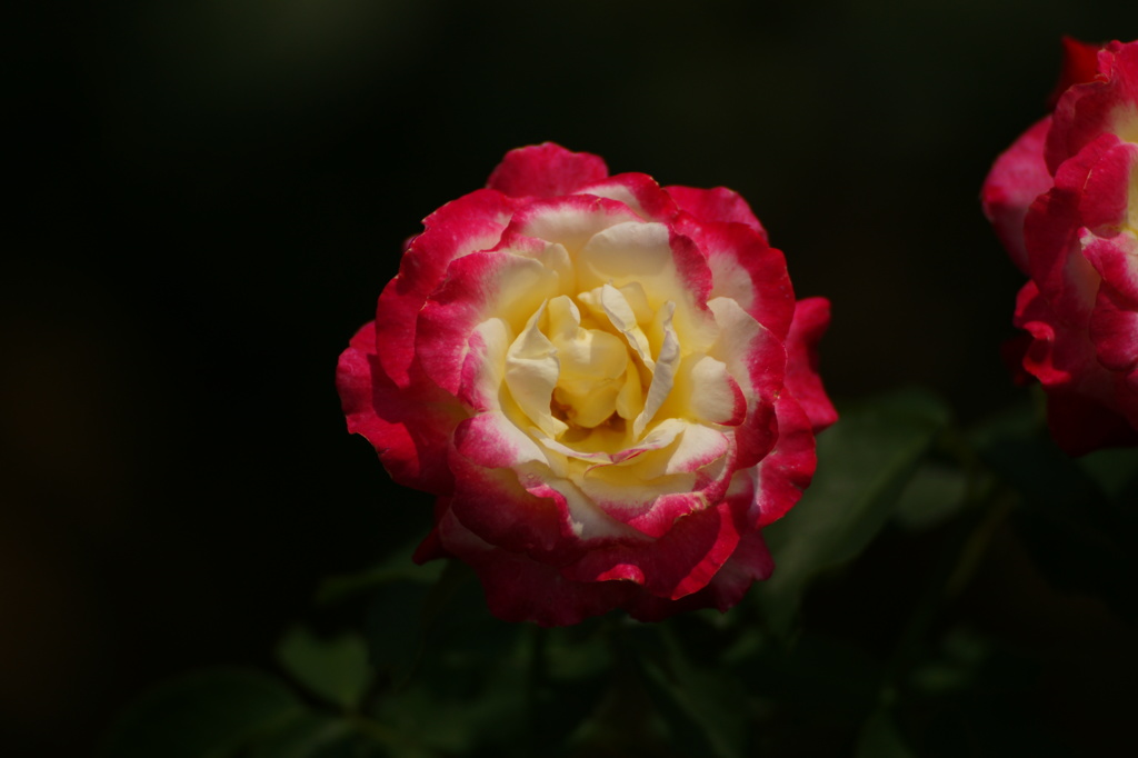 モンロ―の様な薔薇