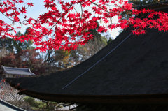 もみじ（定光寺）