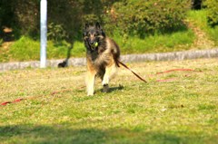 突進する犬（置きピン）