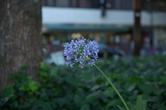 アガバンパスとボケ味