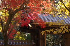 紅葉（定光寺）