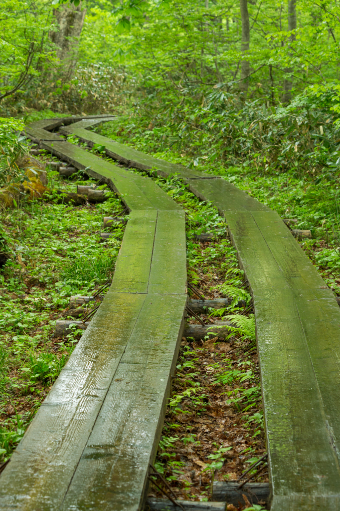 緑道