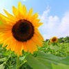 SUMMER!!!