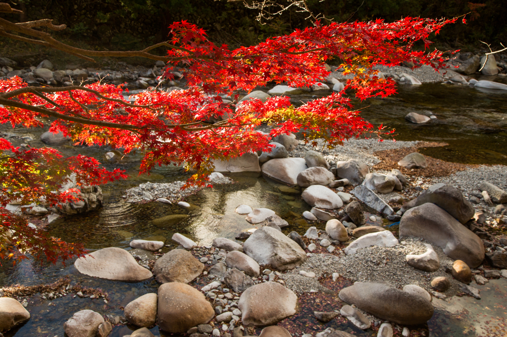 川と紅葉