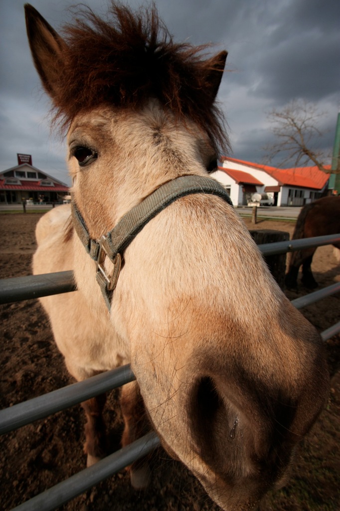 THE HORSE