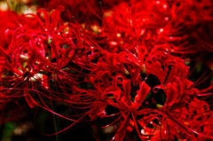 Red Spider Lilies