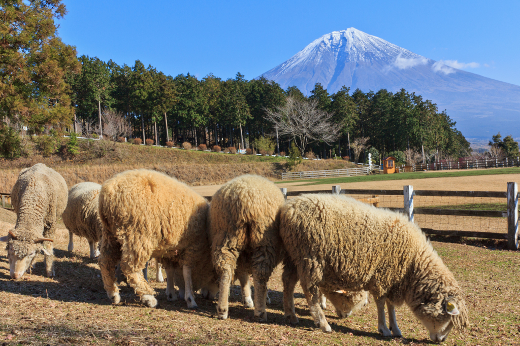 静岡メーメーズ