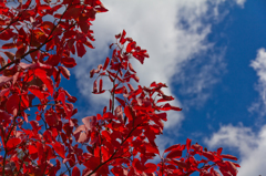 紅葉はもみじだけじゃないぜ！