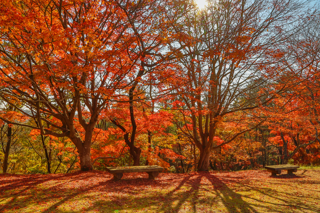 根本山の紅葉