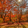 根本山の紅葉