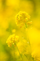The Yellow