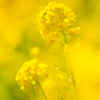 The Yellow