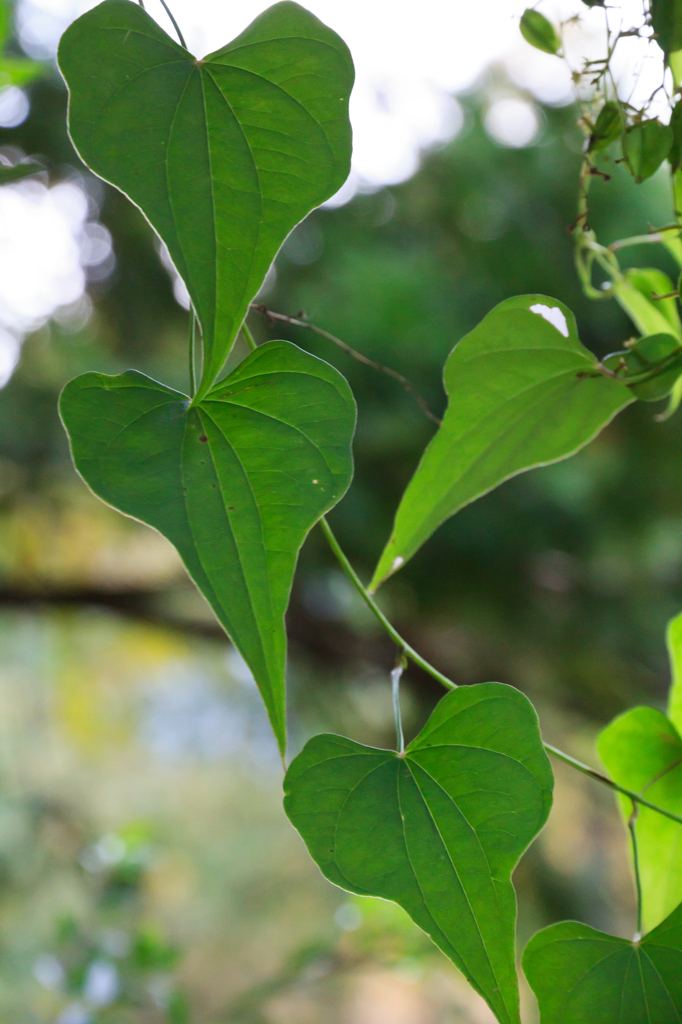 Heart Leaves