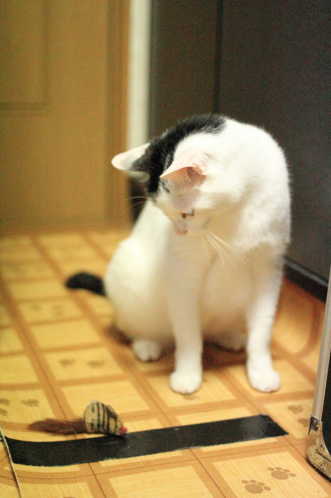 獲物発見！