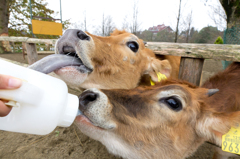 僕にもちょ〜だい！