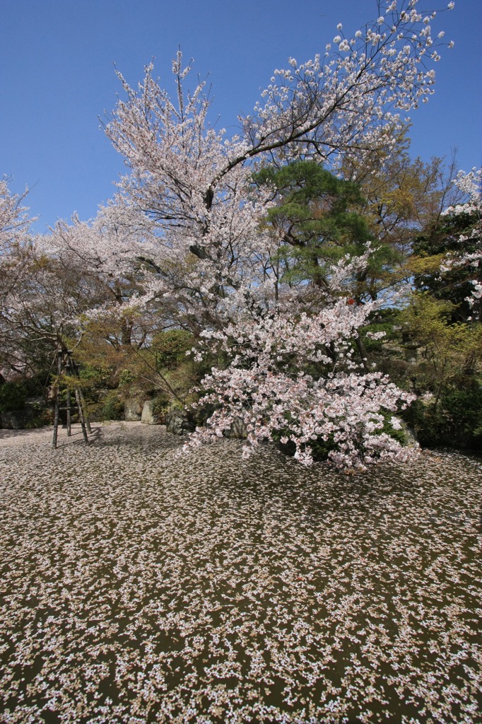 池一面の桜の花びら