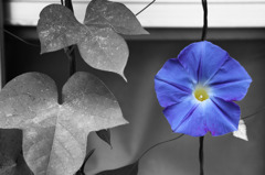 morning glory