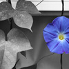 morning glory