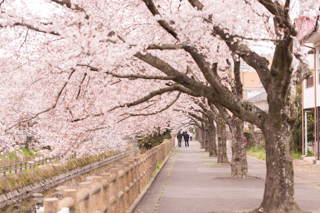 桜トンネル