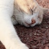 お昼寝にゃんこ