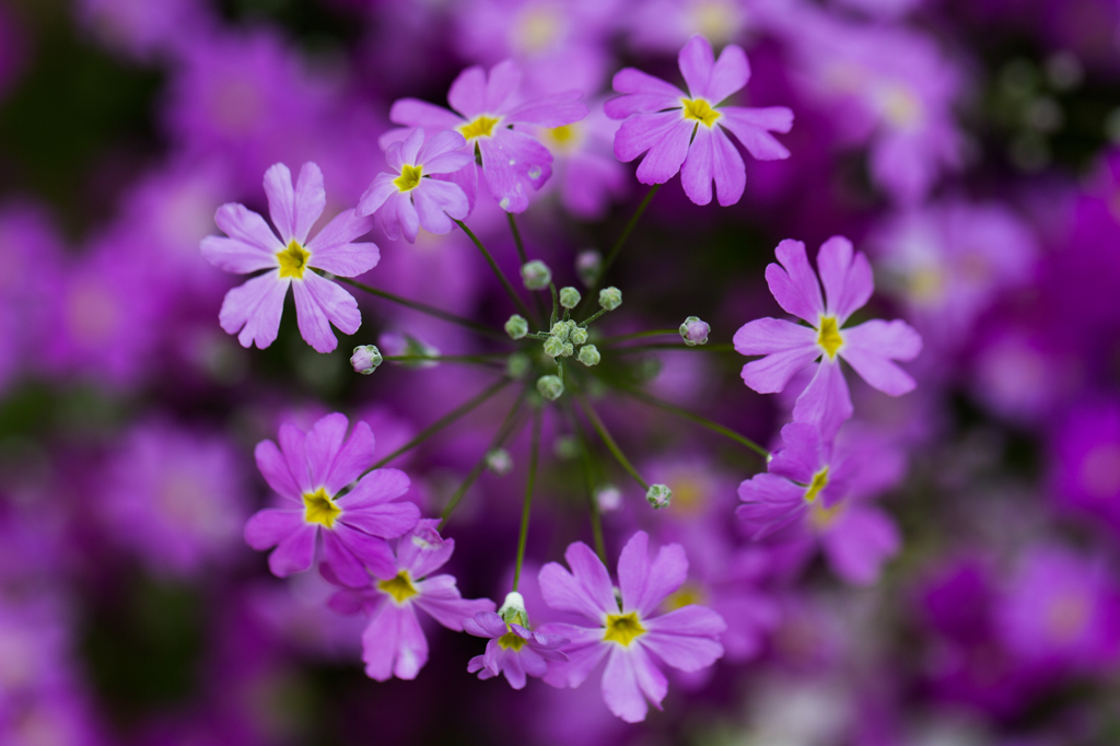 花輪