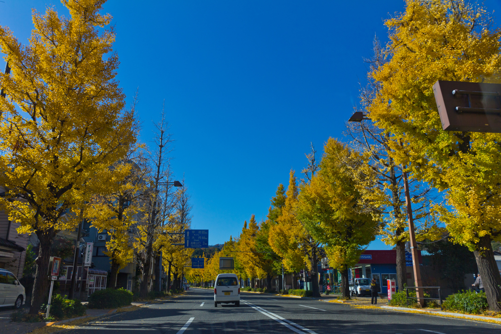 甲州街道のイチョウ並木