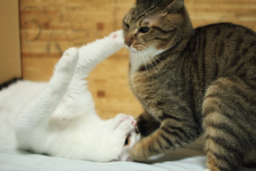 猫パ〜ンチ！