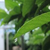 rain drop