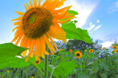 Sun Flower Field