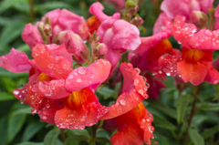 雨上がりに咲く花