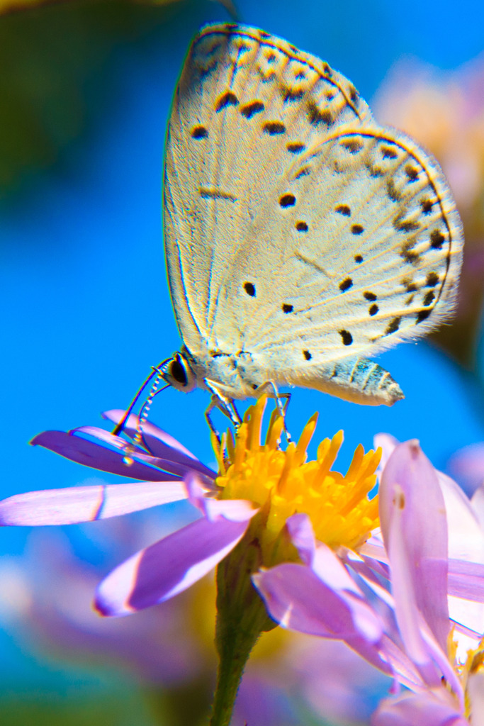 White Butterfly